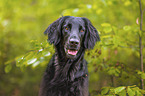 black Flat Coated Retriever