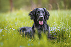 black Flat Coated Retriever