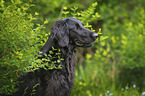 black Flat Coated Retriever