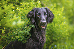 black Flat Coated Retriever