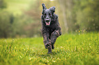 black Flat Coated Retriever
