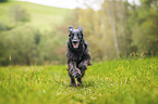 black Flat Coated Retriever
