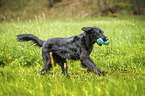 black Flat Coated Retriever