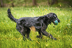 black Flat Coated Retriever