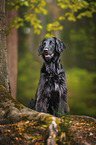 black Flat Coated Retriever