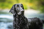 black Flat Coated Retriever