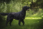 Flat Coated Retriever