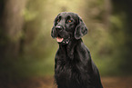 Flat Coated Retriever