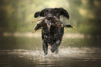 Flat Coated Retriever