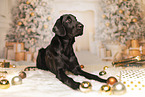 Flat Coated Retriever