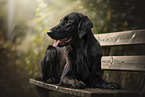 Flat Coated Retriever