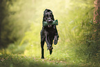 Flat Coated Retriever
