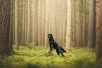 Flat Coated Retriever