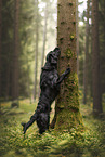 Flat Coated Retriever