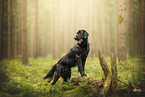 Flat Coated Retriever