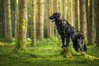 Flat Coated Retriever