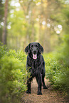 Flat Coated Retriever