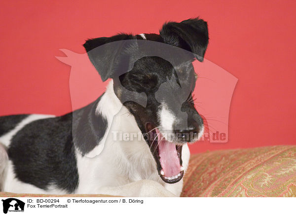 Fox TerrierPortrait / BD-00294