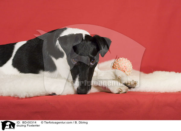dsender Foxterrier / dozing Foxterrier / BD-00314