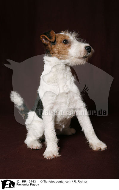 Foxterrier Welpe / Foxterrier Puppy / RR-10743