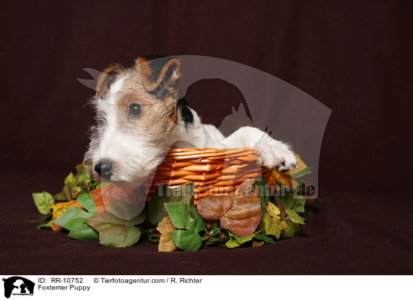 Foxterrier Welpe / Foxterrier Puppy / RR-10752