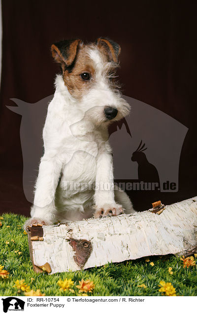Foxterrier Welpe / Foxterrier Puppy / RR-10754