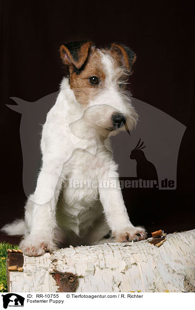Foxterrier Welpe / Foxterrier Puppy / RR-10755