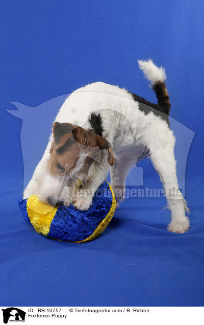 Foxterrier Welpe / Foxterrier Puppy / RR-10757