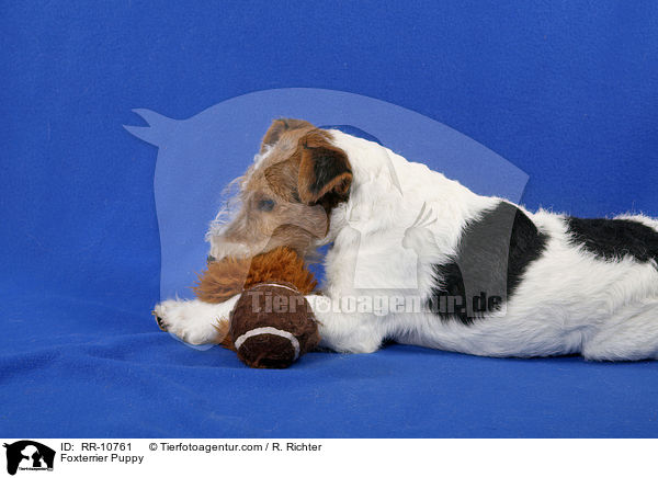 Foxterrier Welpe / Foxterrier Puppy / RR-10761