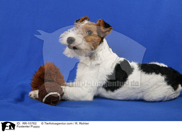 Foxterrier Puppy / RR-10762