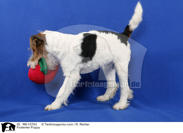 Foxterrier Welpe / Foxterrier Puppy / RR-10763
