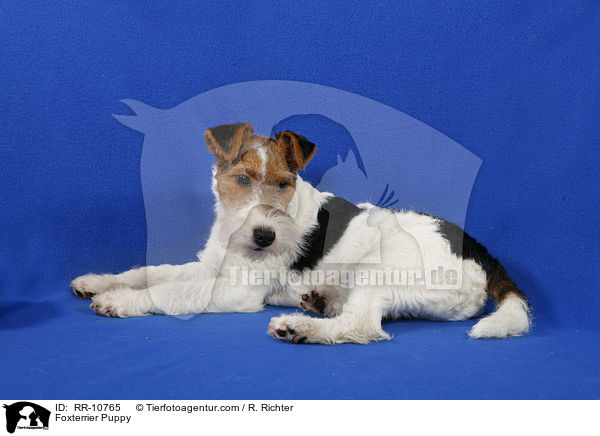 Foxterrier Welpe / Foxterrier Puppy / RR-10765