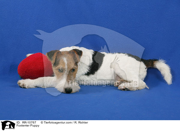 Foxterrier Puppy / RR-10767