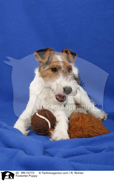 Foxterrier Welpe / Foxterrier Puppy / RR-10772