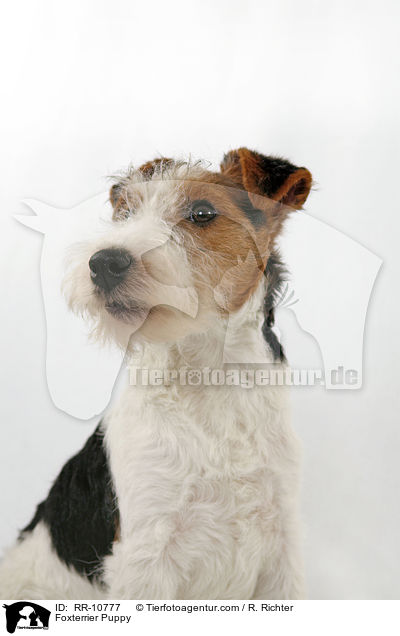 Foxterrier Welpe / Foxterrier Puppy / RR-10777