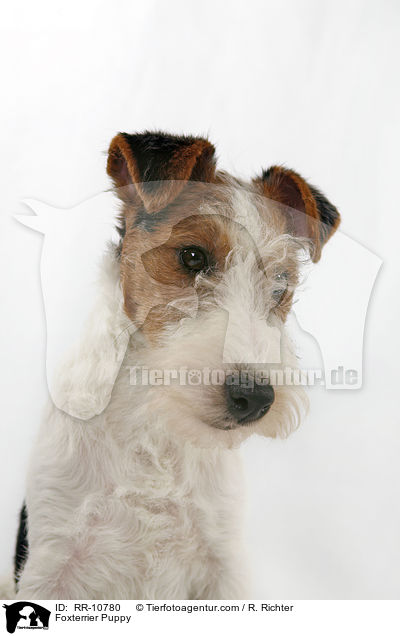 Foxterrier Welpe / Foxterrier Puppy / RR-10780