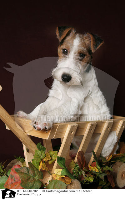 Foxterrier Welpe / Foxterrier Puppy / RR-10792
