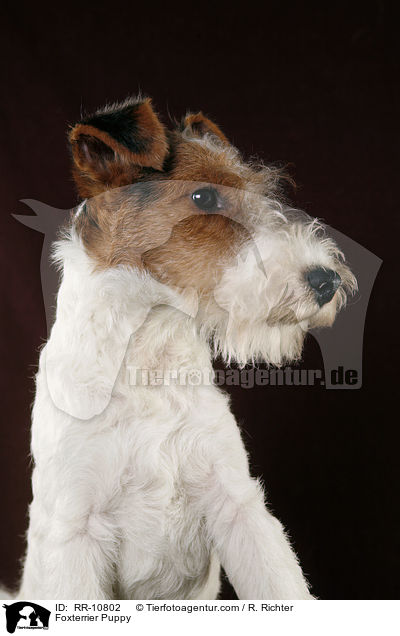 Foxterrier Welpe / Foxterrier Puppy / RR-10802