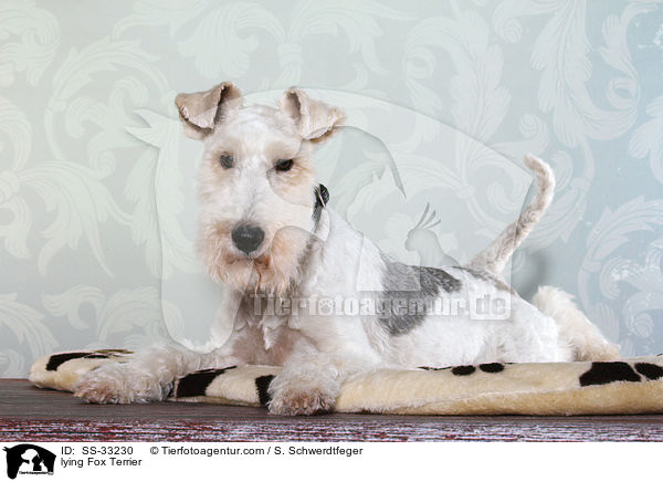 liegender Foxterrier / lying Fox Terrier / SS-33230