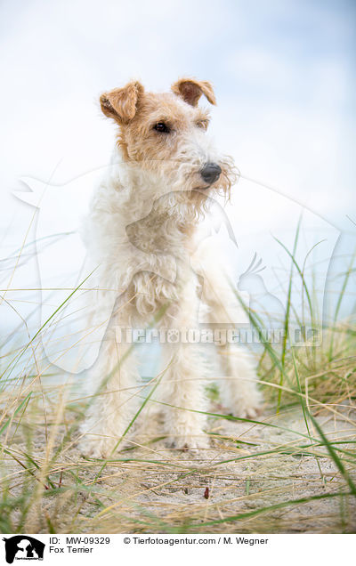Fox Terrier / MW-09329