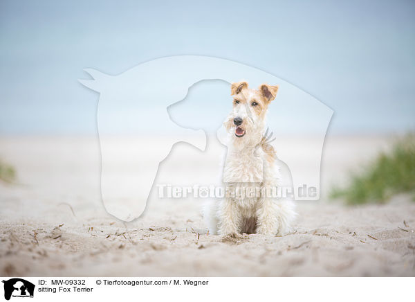 sitting Fox Terrier / MW-09332