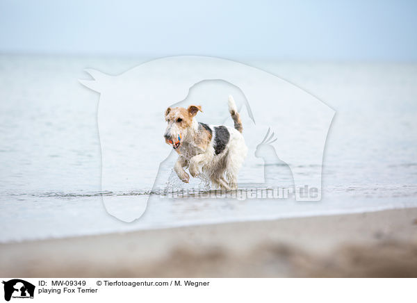 playing Fox Terrier / MW-09349