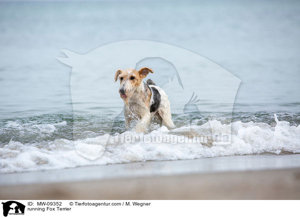 running Fox Terrier / MW-09352