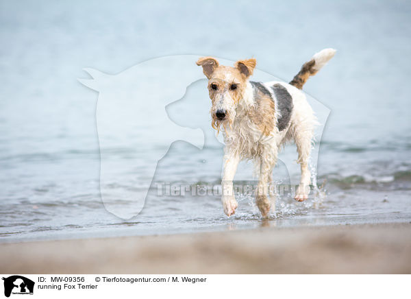 running Fox Terrier / MW-09356