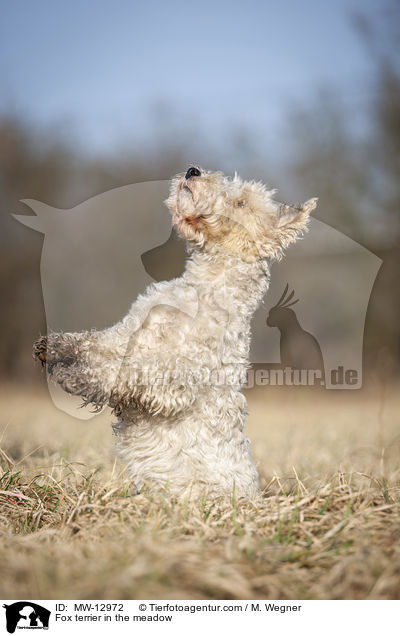 Foxterrier in der Wiese / Fox terrier in the meadow / MW-12972