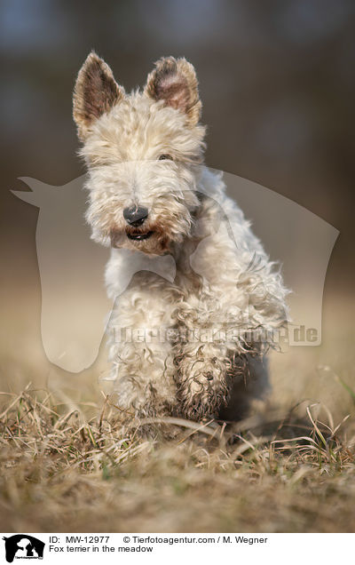 Fox terrier in the meadow / MW-12977