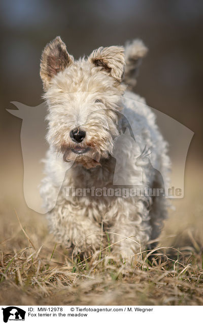 Fox terrier in the meadow / MW-12978