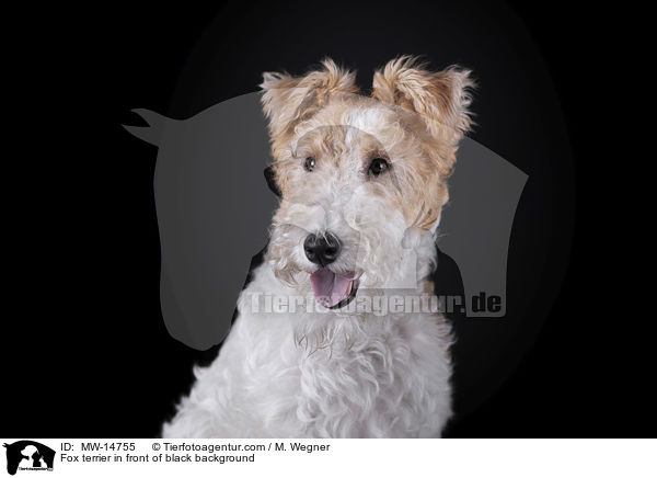 Foxterrier vor schwarzem Hintergrund / Fox terrier in front of black background / MW-14755