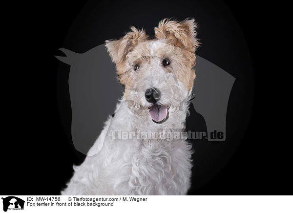 Foxterrier vor schwarzem Hintergrund / Fox terrier in front of black background / MW-14756