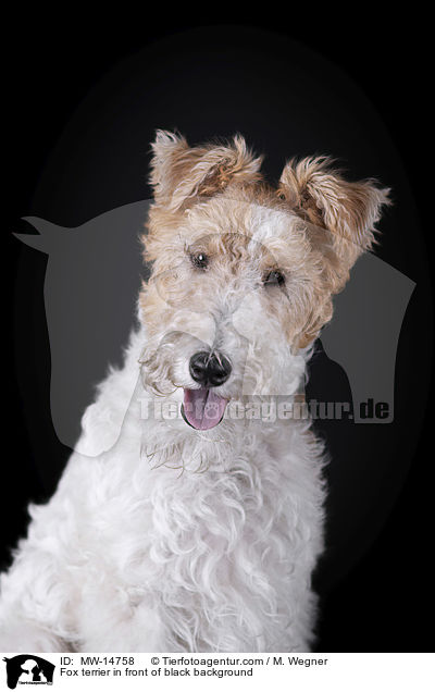 Foxterrier vor schwarzem Hintergrund / Fox terrier in front of black background / MW-14758